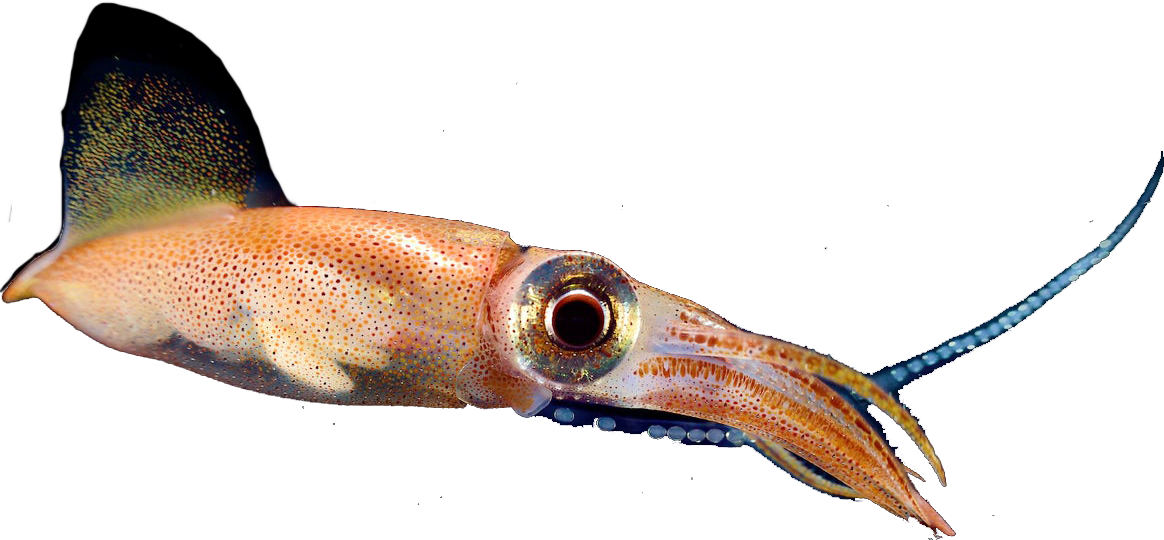 firefly-squid
