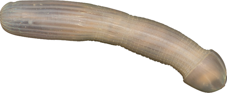 peanut-worm